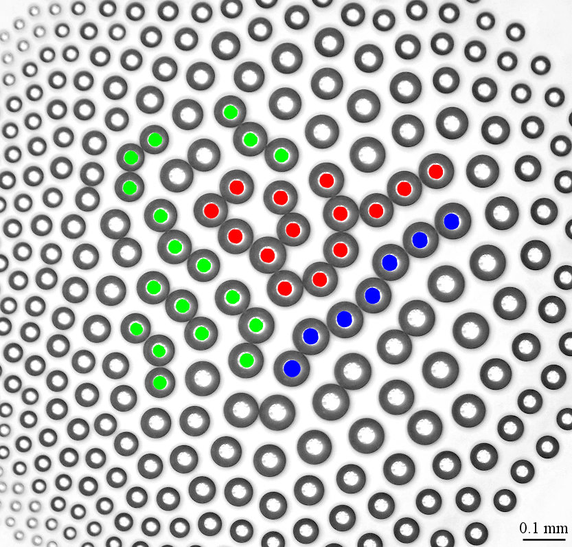 Central part of a chain cluster containing branched chains of droplets (Reprinted from Fedorets et al. with permission from the Springer Nature, Copyright 2022)